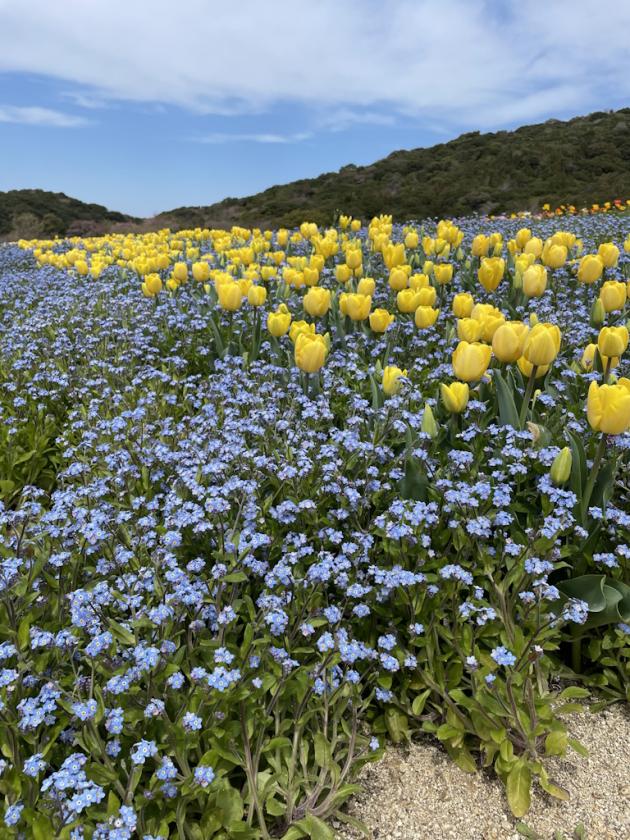 花の丘「放牧場の花畑」