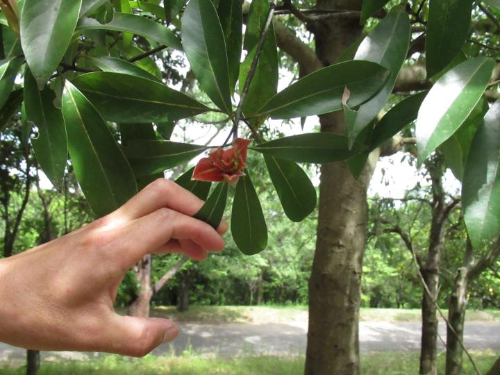 淡路夢舞台　自然ウォッチング