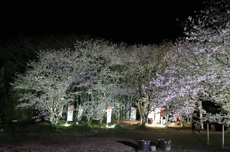 志知城跡の桜と竹の回廊のライトアップ