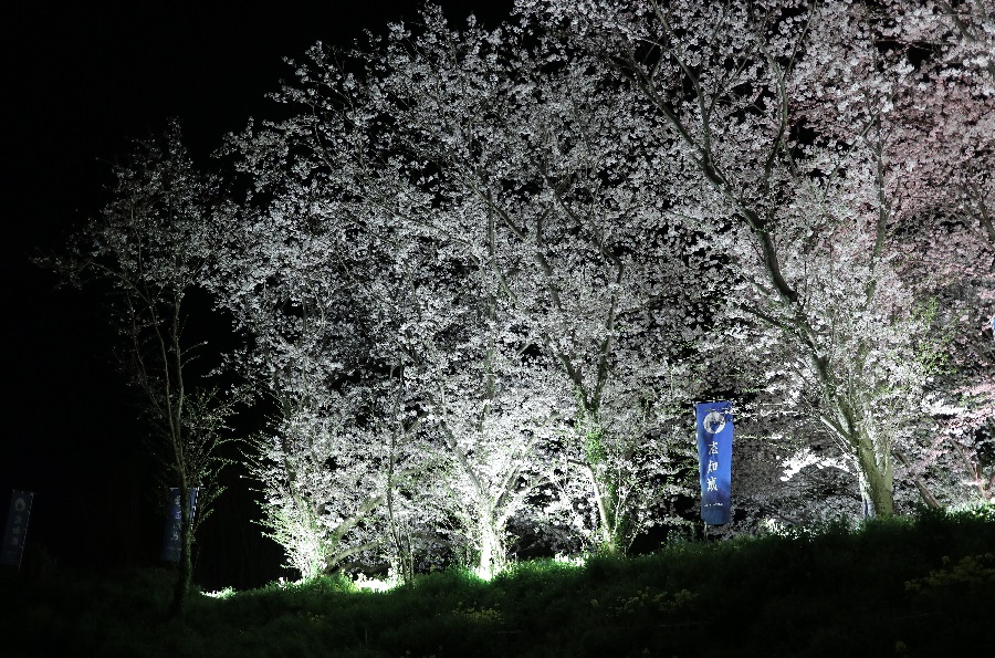 志知城跡の桜と竹の回廊のライトアップ