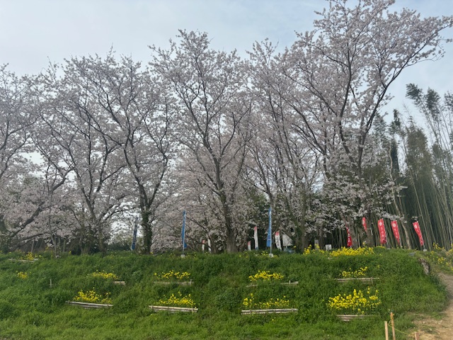 志知城跡の桜と竹の回廊のライトアップ