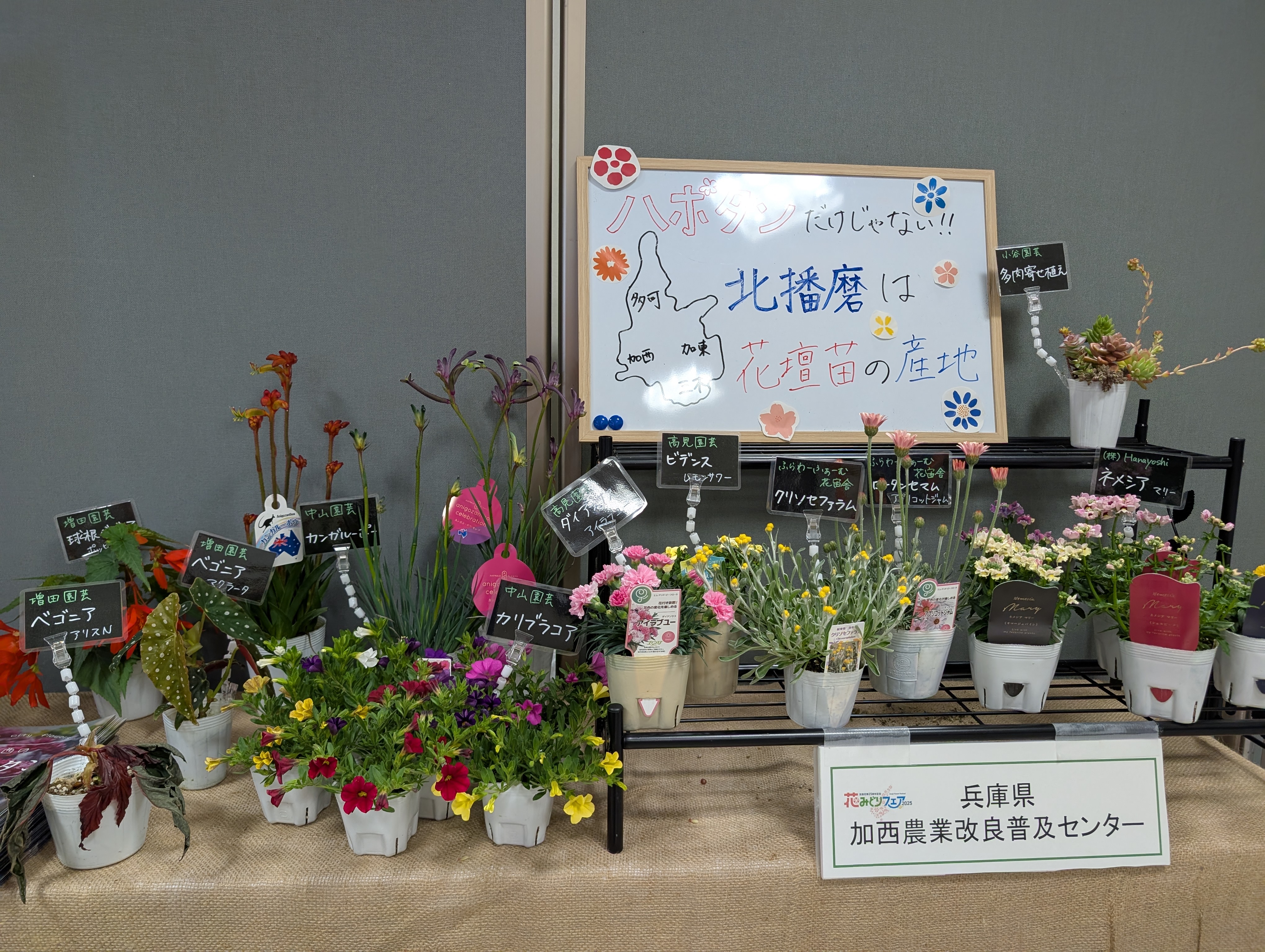 ひょうごの花卉PR展示(花卉の販売)