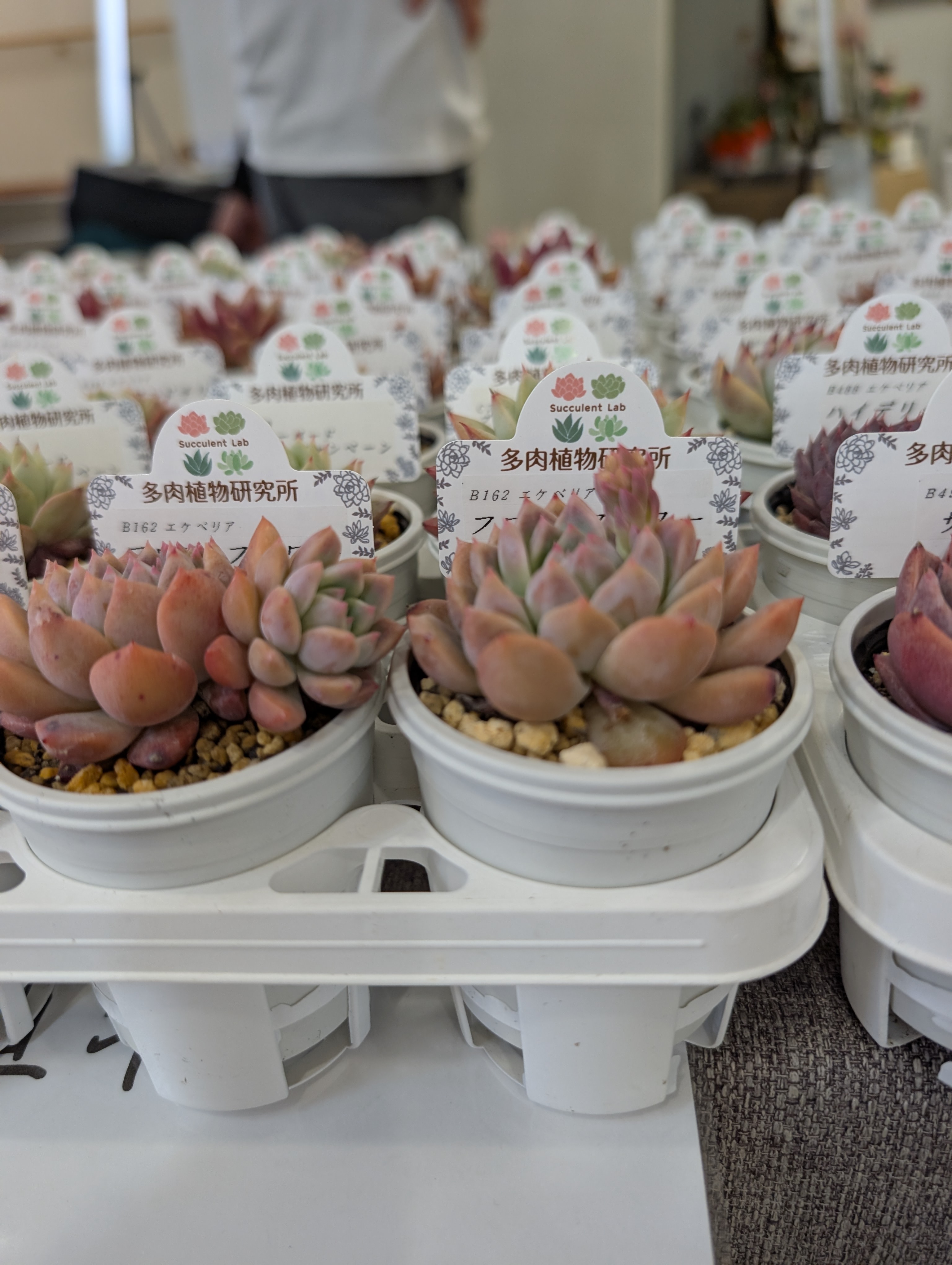 ひょうごの花卉PR展示(花卉の販売)